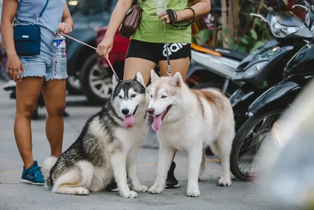 ¿CURP para Perros Ya Existe y Así Puedes Sacarla