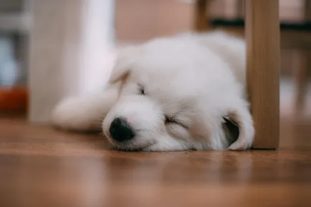 ¿Cómo Hacer que tu Cachorro Duerma Toda la Noche?