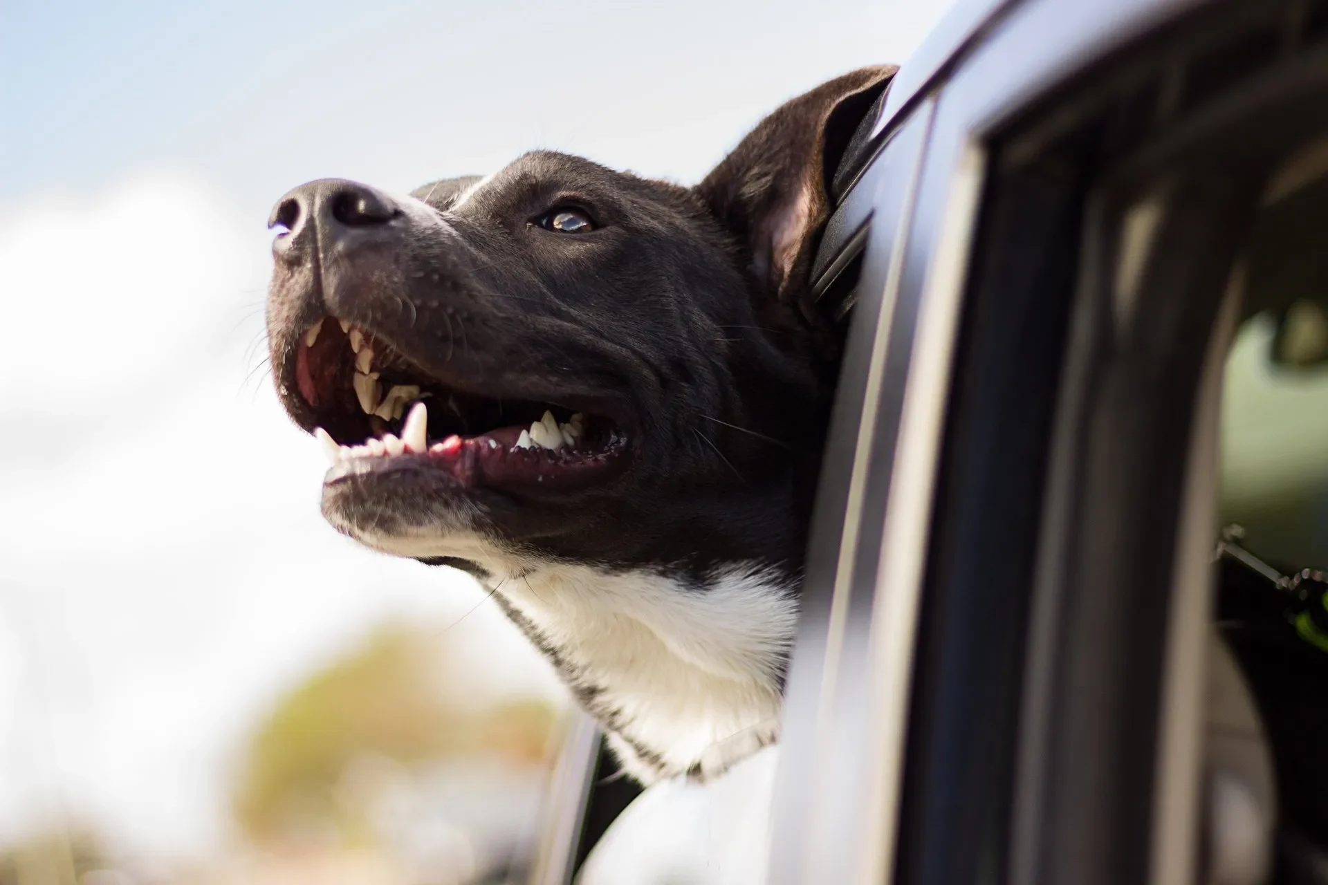 ¿Cómo saber si tu perro es feliz Fíjate en estas 6 señales