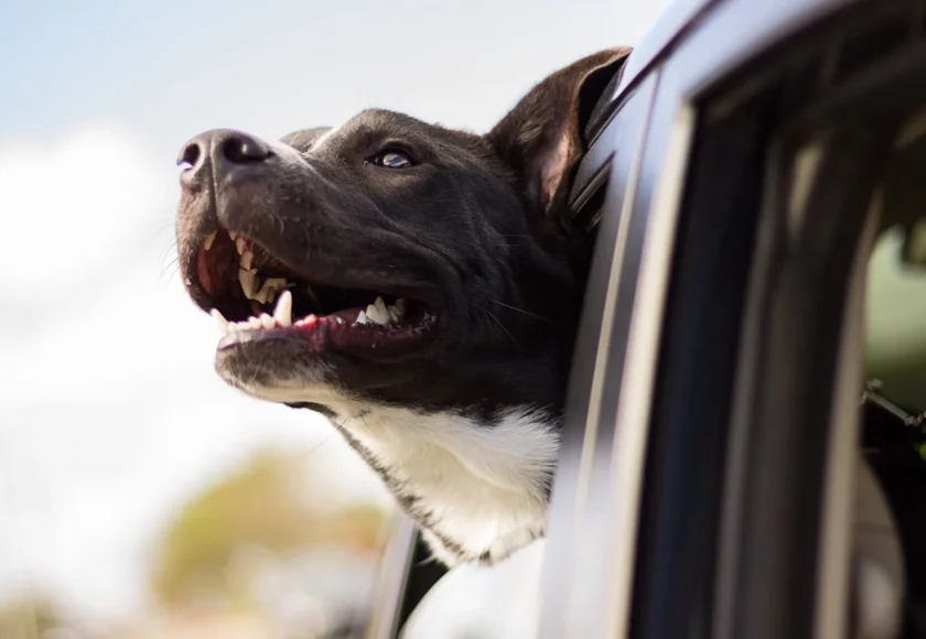 ¿Cómo saber si tu perro es feliz Fíjate en estas 6 señales