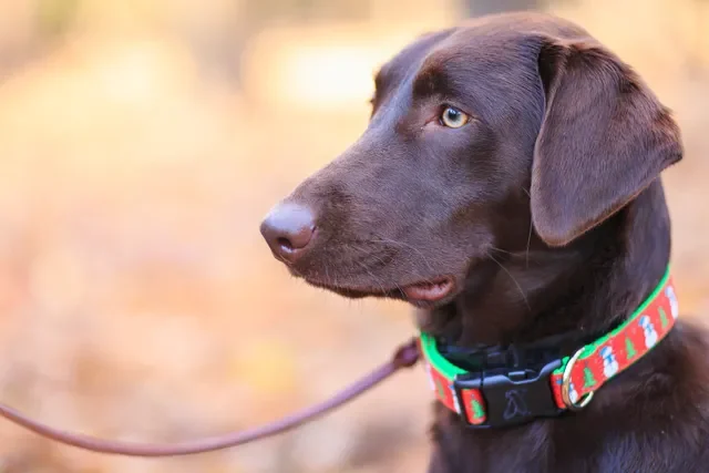 ¿Cuál es el Mejor Collar de Adiestramiento para Perros?