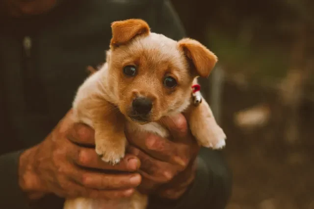 ¿El CBD También Funciona en los Perros?