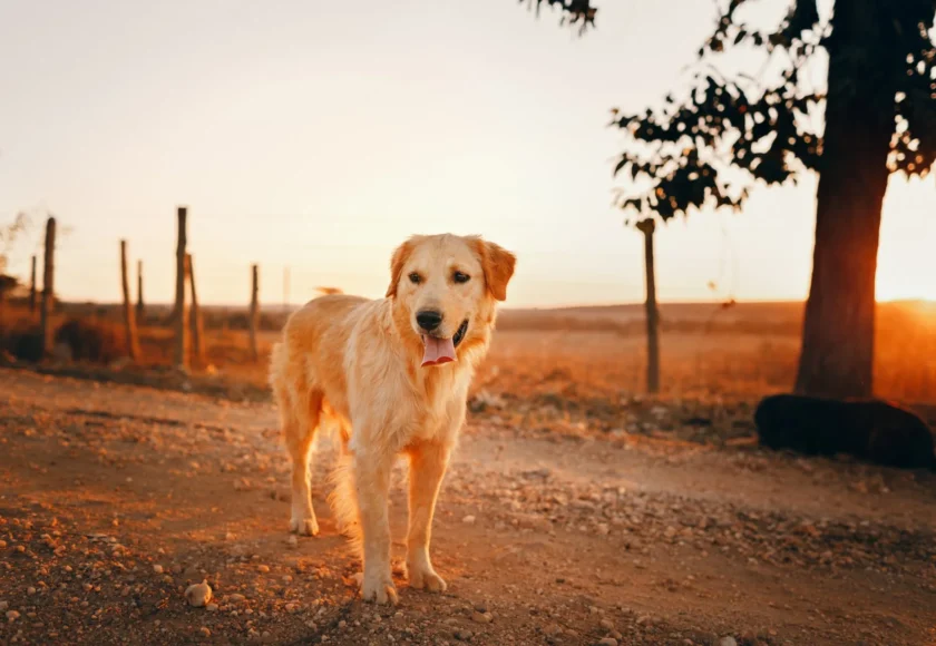 ¿Es Buena Idea Adoptar un Perro Abandonado?