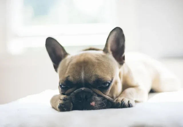 ¿Por Qué no Pueden Comer Uvas los Perros?