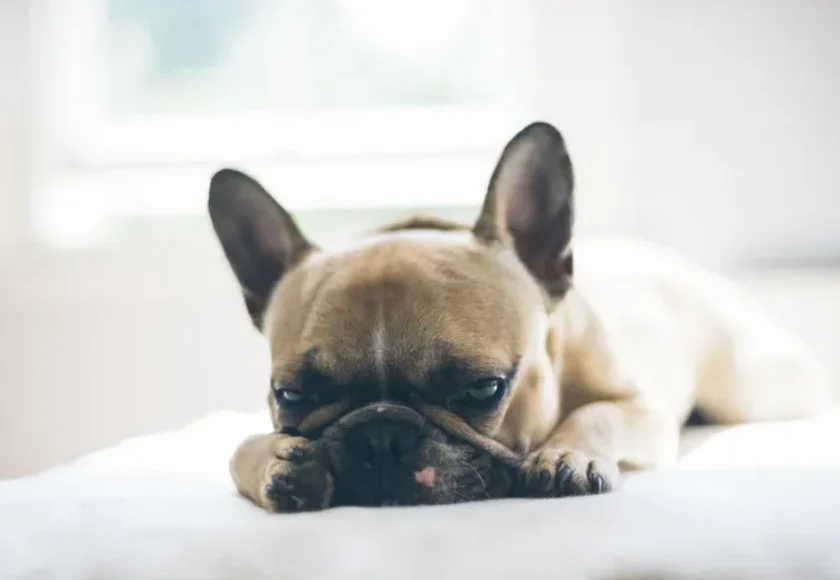¿Por Qué no Pueden Comer Uvas los Perros?