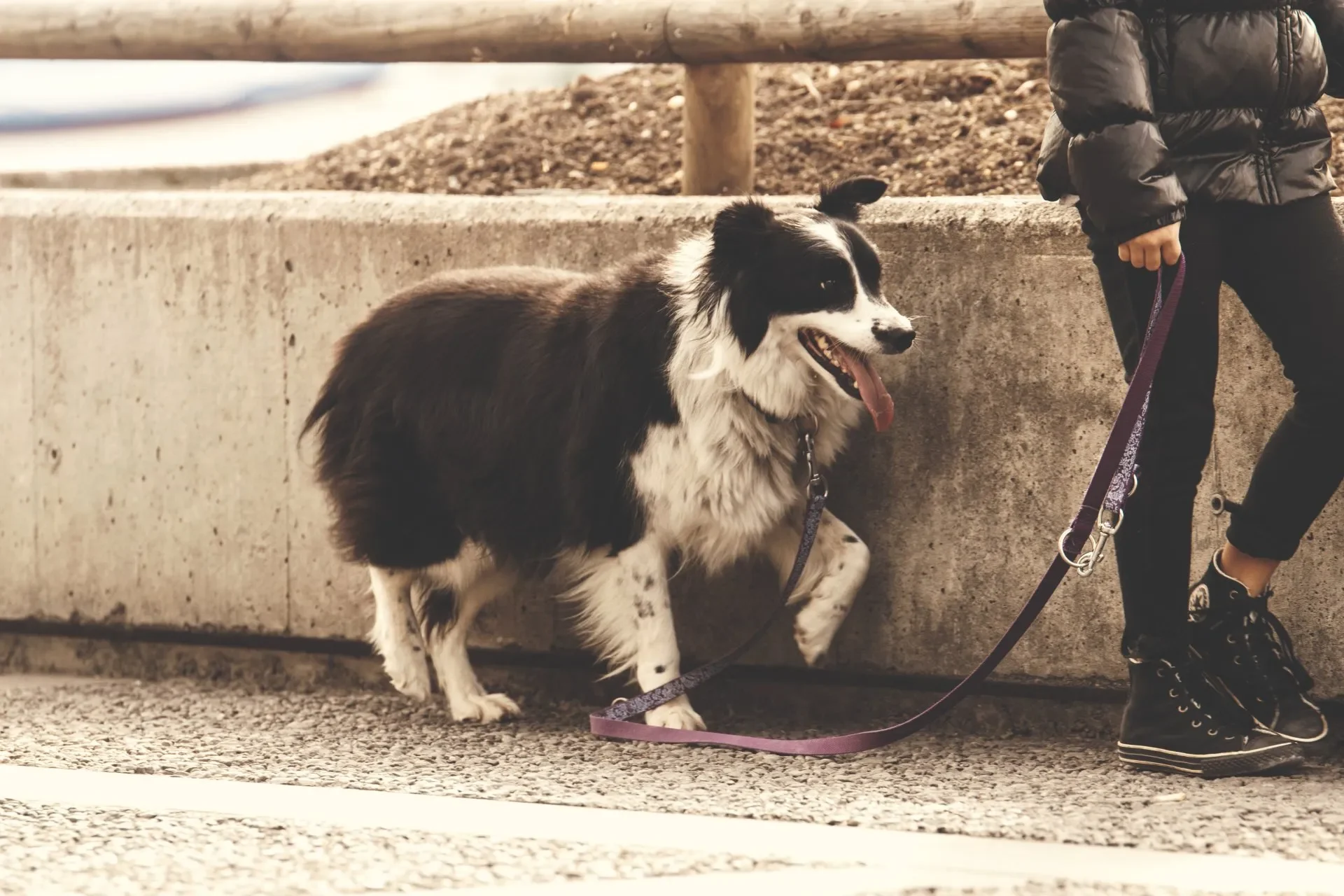 ¿Qué es el Adiestramiento Canino en Positivo y Por Qué es Recomendable?