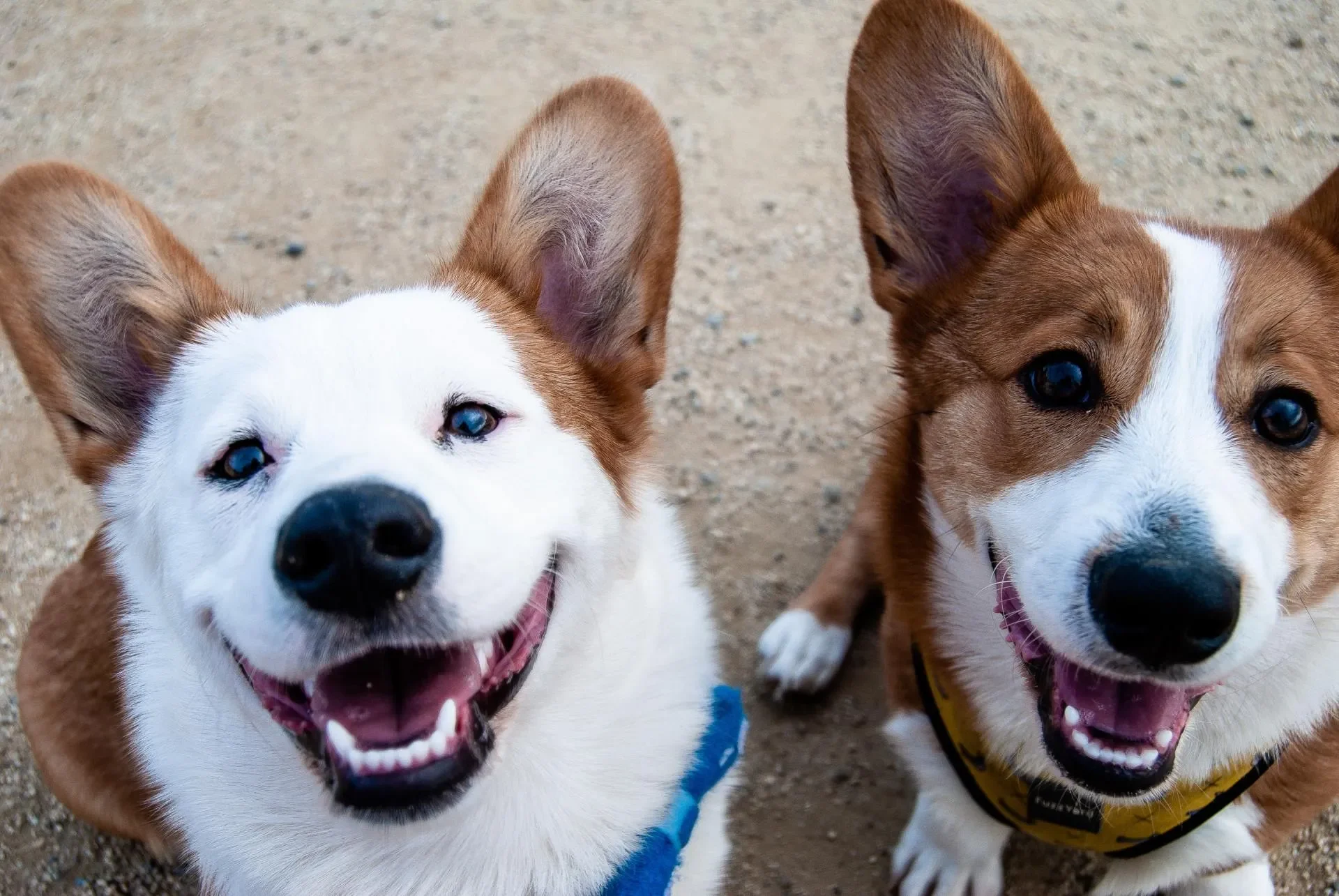 ¿Qué es el adiestramiento canino?