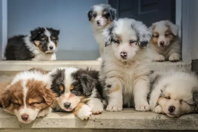 ¿Qué hacer y qué no hacer con nuestros perros en contingencia