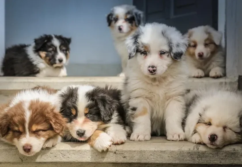 ¿Qué hacer y qué no hacer con nuestros perros en contingencia