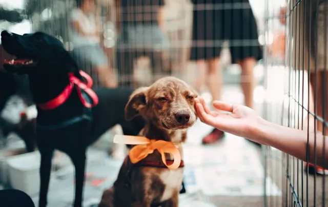 ¿Realmente Puedes Mantener a un Perro Este Tip te Dará la Respuesta