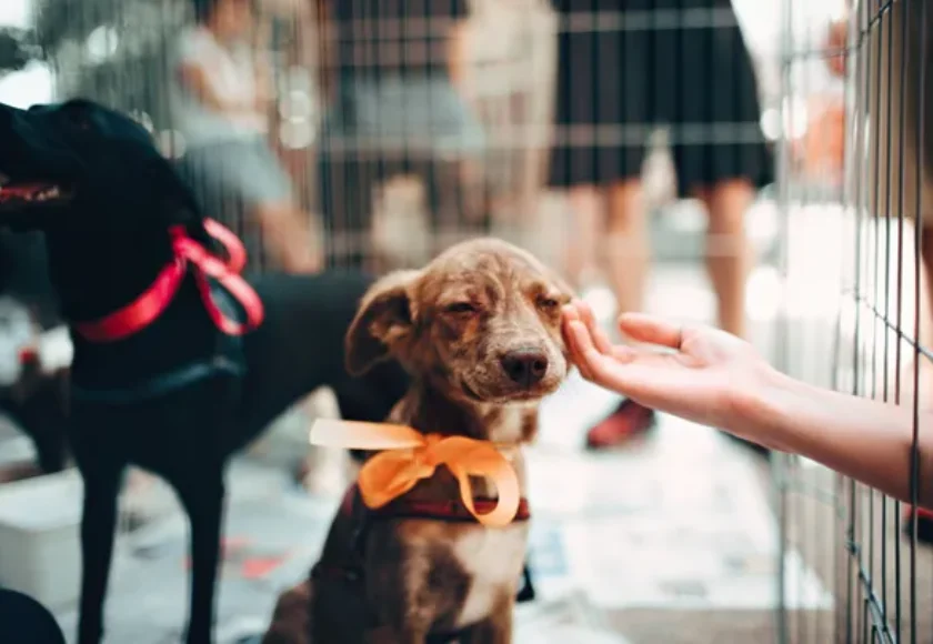 ¿Realmente Puedes Mantener a un Perro Este Tip te Dará la Respuesta