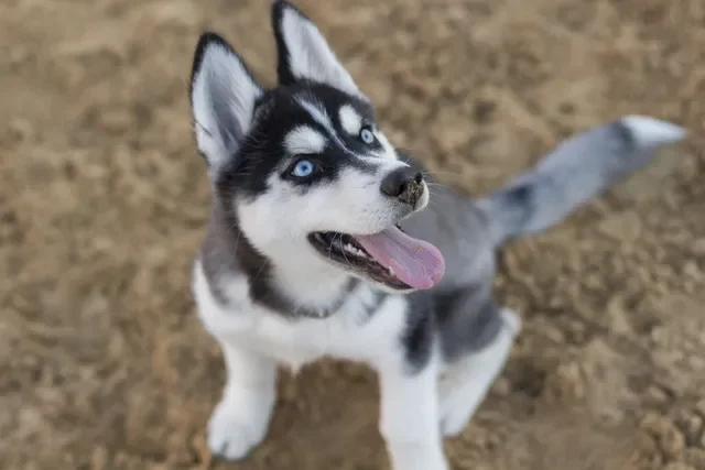 4 Tips para Entrenar a tu Perro con Premios