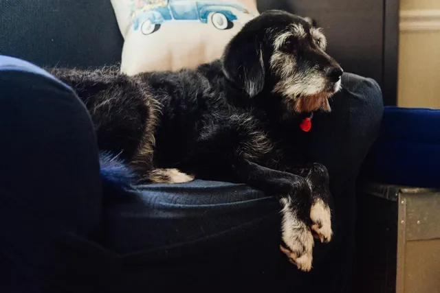 Aprende a Cuidar a tu Perro Viejito