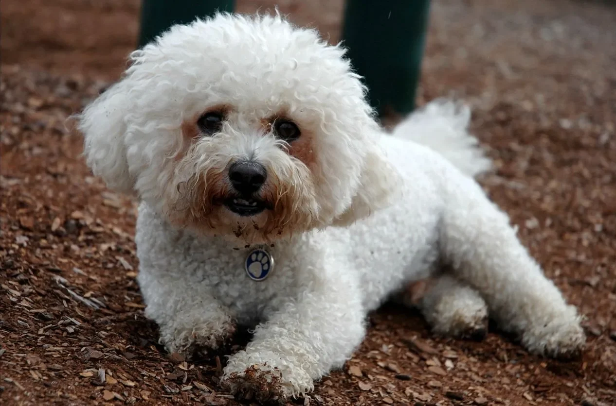 Bichon_Frisé._Lay_me_down-1920w