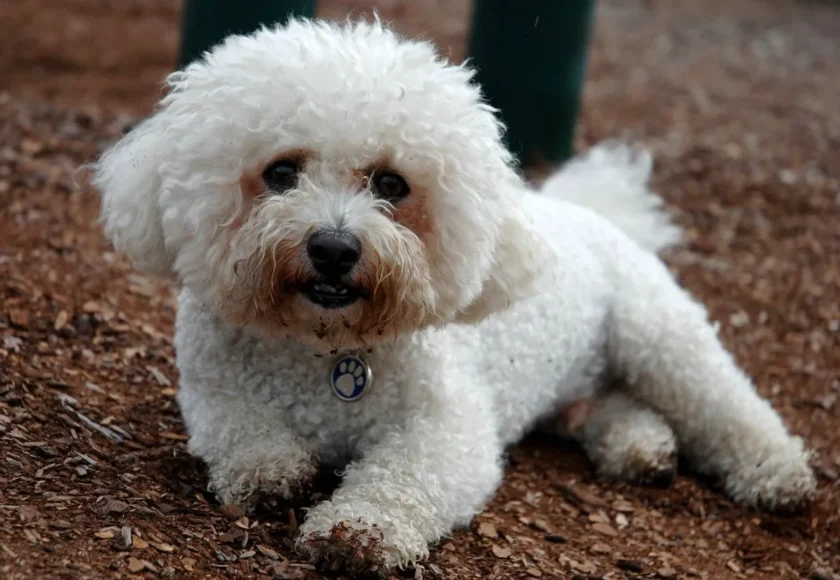 Bichon_Frisé._Lay_me_down-1920w