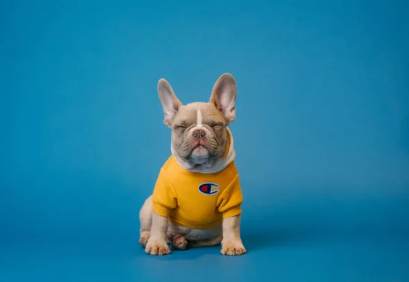 Cinco Curiosidades de los Perros de Raza Pequeña