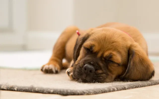 Cómo Detectar si tu Perro Tiene Cáncer Síntomas Tipos y Tratamientos