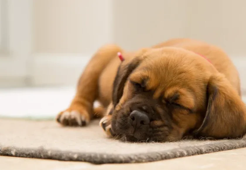 Cómo Detectar si tu Perro Tiene Cáncer Síntomas Tipos y Tratamientos