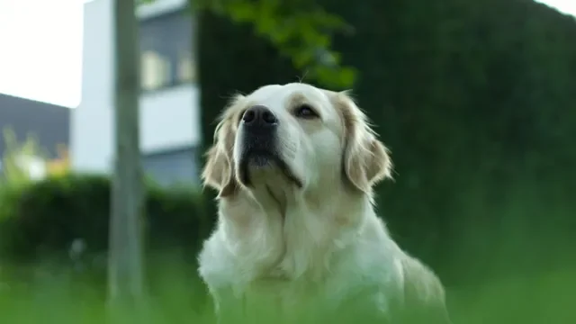 Cómo Elegir un Perro que Sea Fácil de Entrenar
