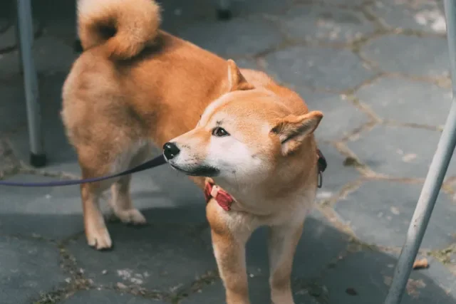 Cómo Entrenar a un Perro Maltratado