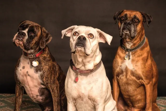 Dieta BARF para Perros- ¿Realmente es Buena?