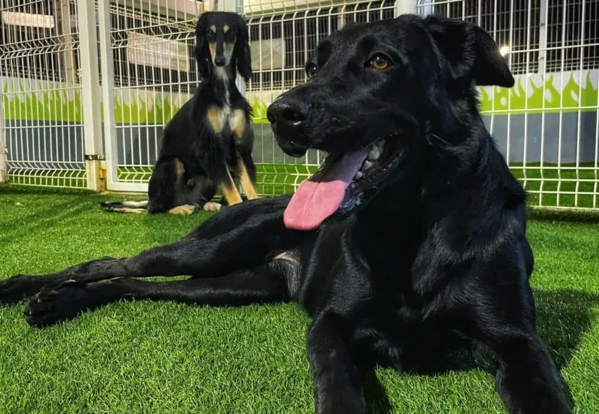 Gran+Sur+Obediencia+Canina+3-1920w