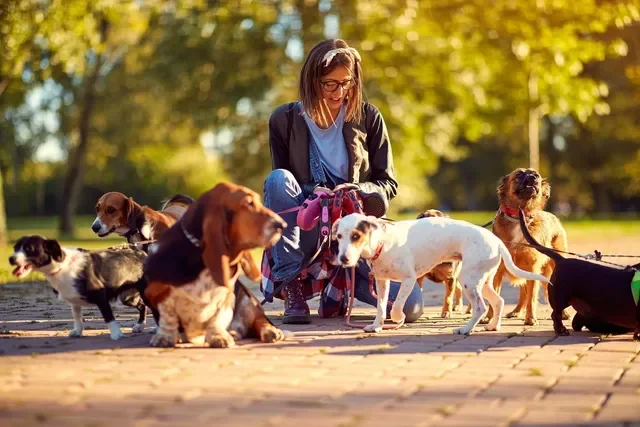 Importancia de elegir una guardería adecuada para tu perro durante las vacaciones de verano