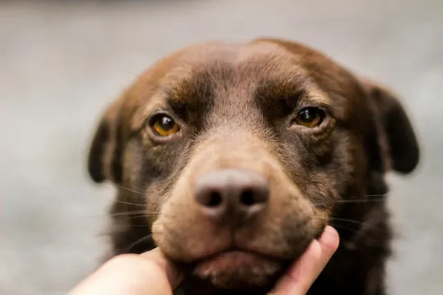 La Forma Correcta de Entrenar a un Perro con Ansiedad por Separación
