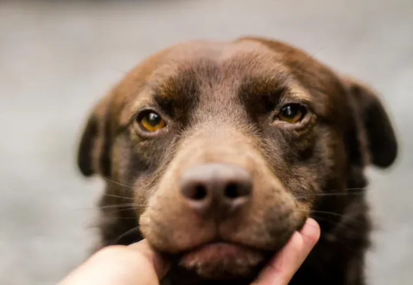 La Forma Correcta de Entrenar a un Perro con Ansiedad por Separación