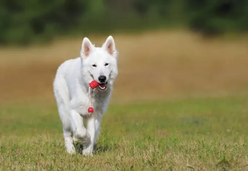 Las Mejores Edades para Entrenar a los Perros