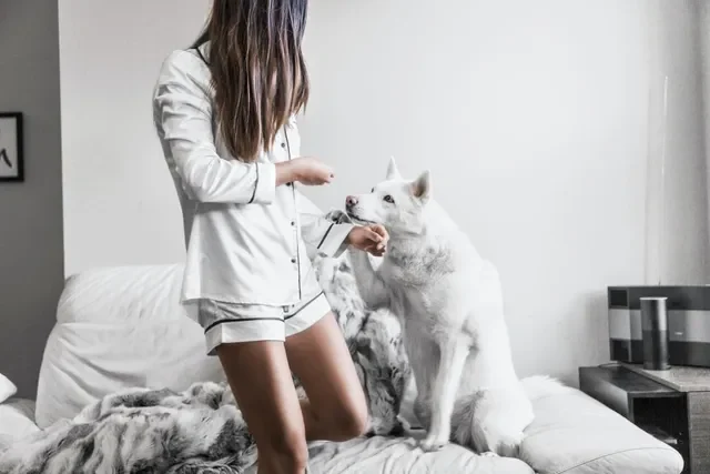 Todo sobre la desparacitación de tu perro