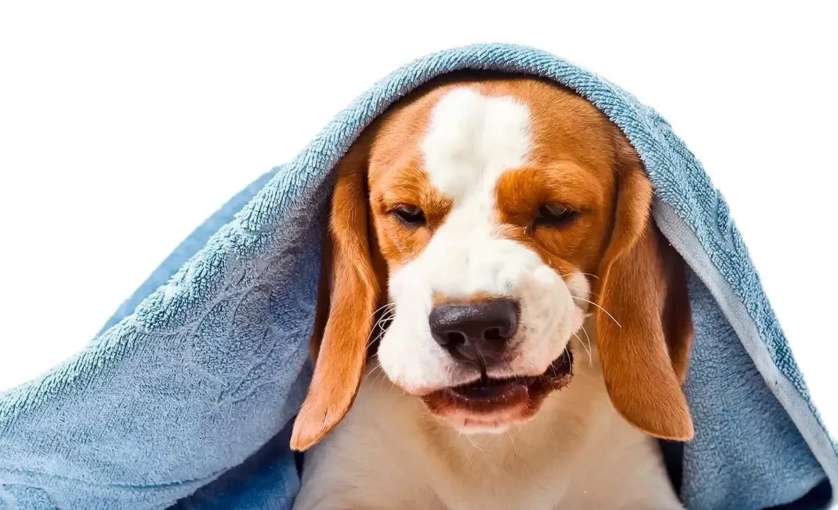 tos-en-perros-razones-por-las-que-tu-perro-puede-estar-tosiendo