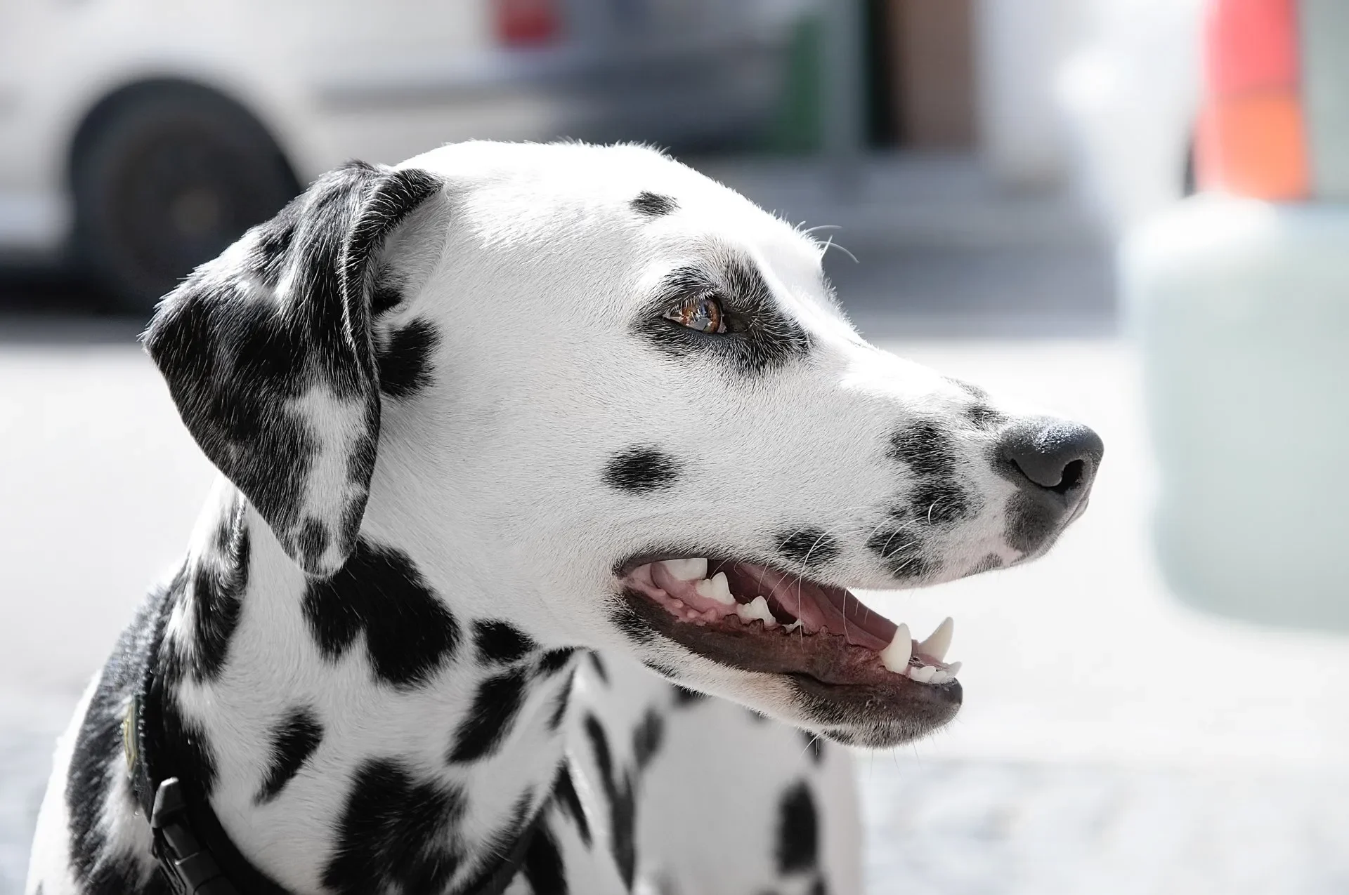 perro-atragantando