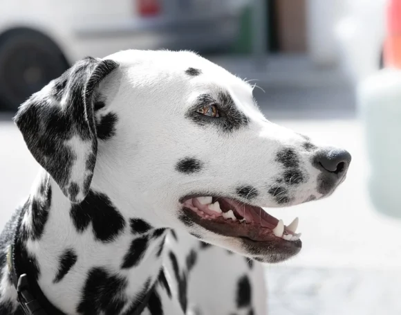 perro-atragantando