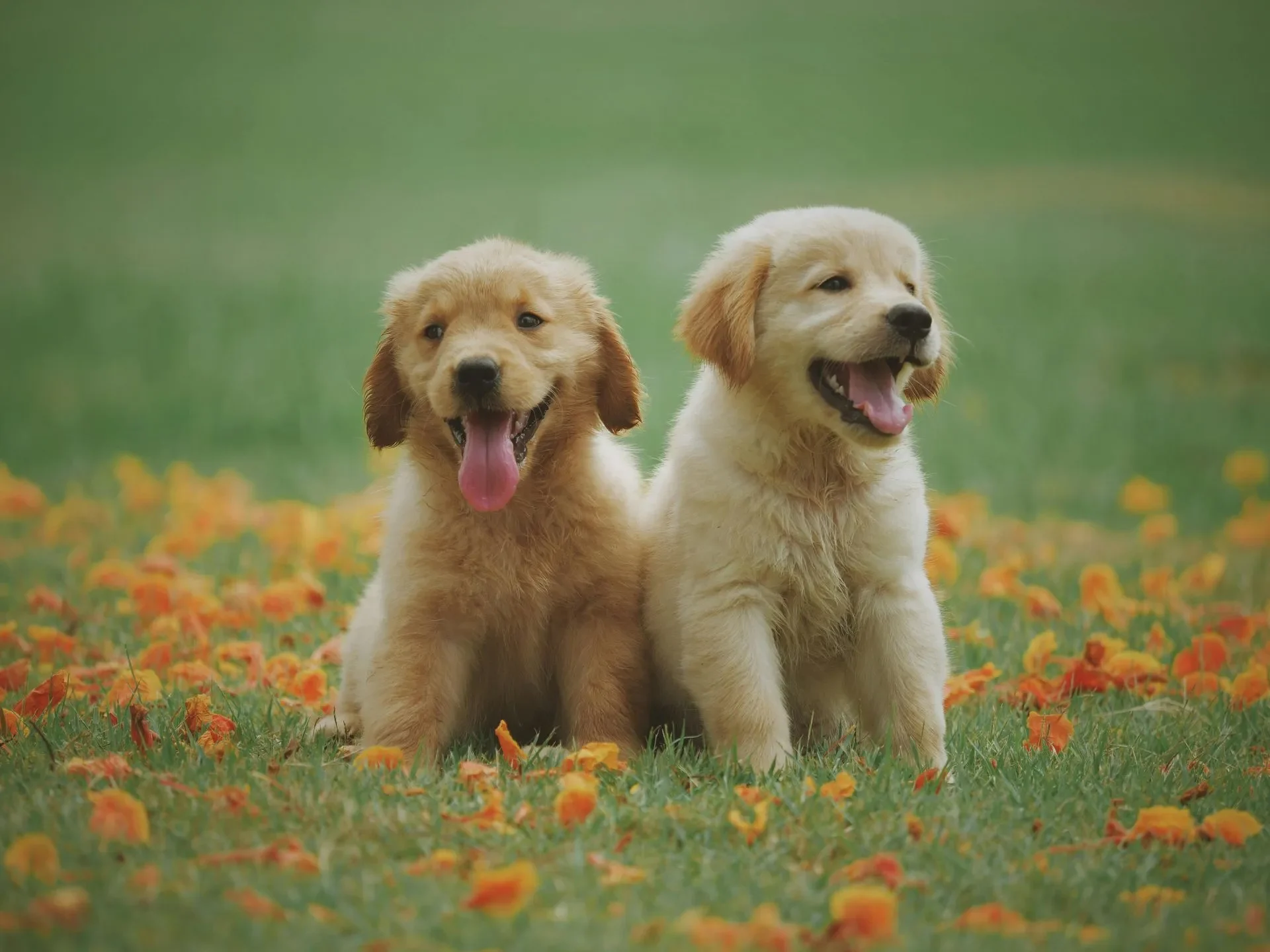 goden-retriever-datos-sobre-una-de-las-razas-favoritas