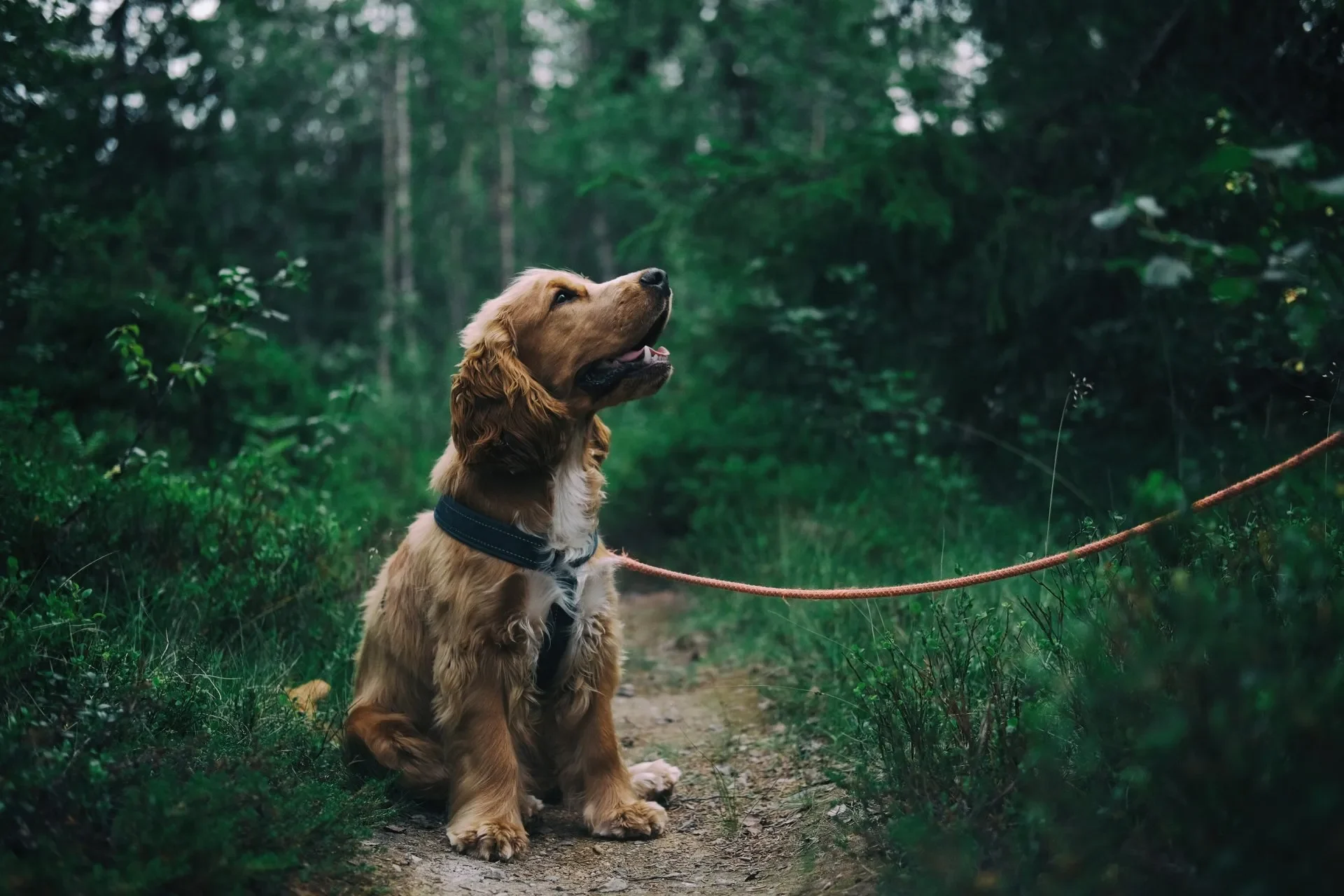 como-elegir-un-collar-para-mi-perro