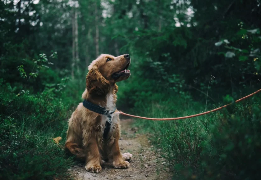 como-elegir-un-collar-para-mi-perro