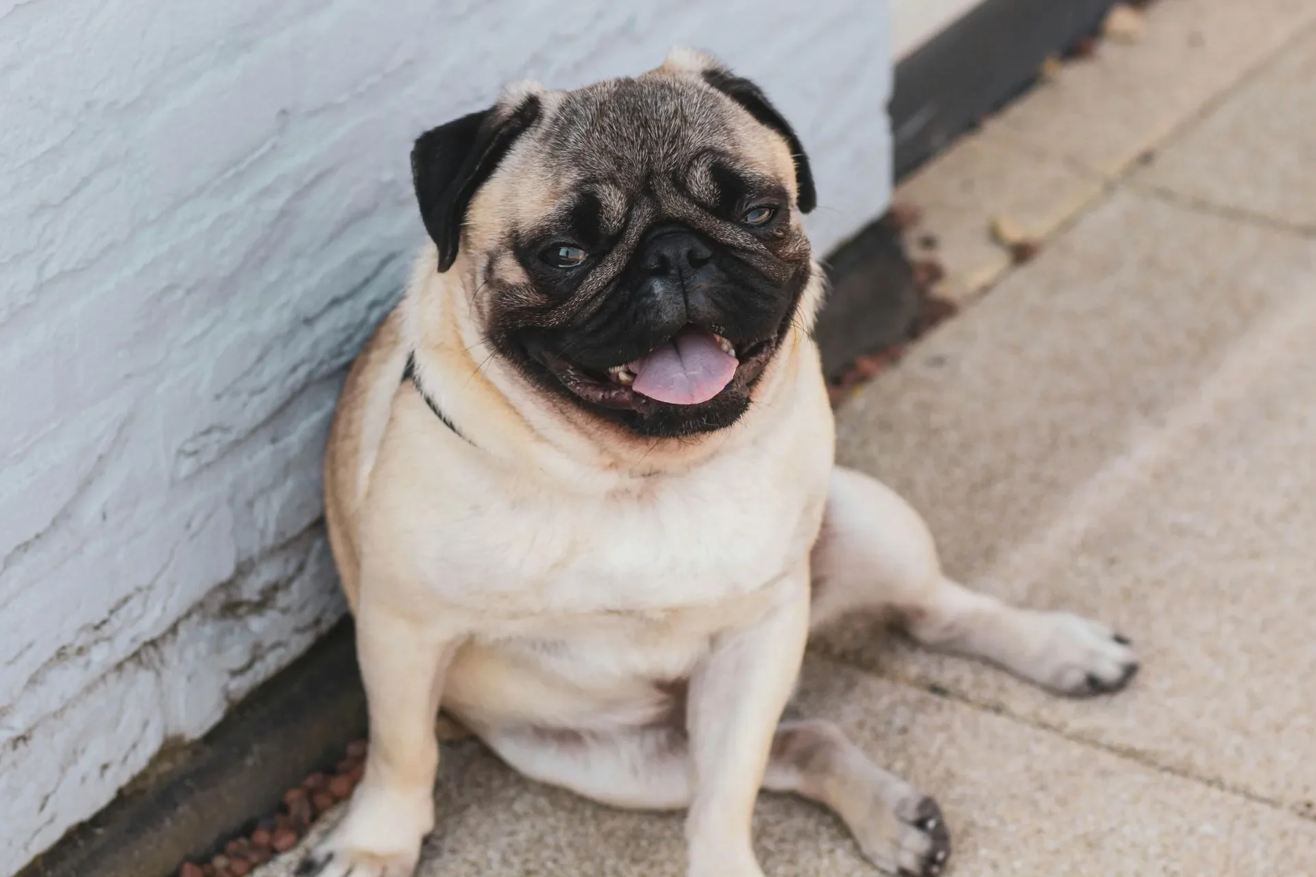Datos que debes saber si quieres tener un pug