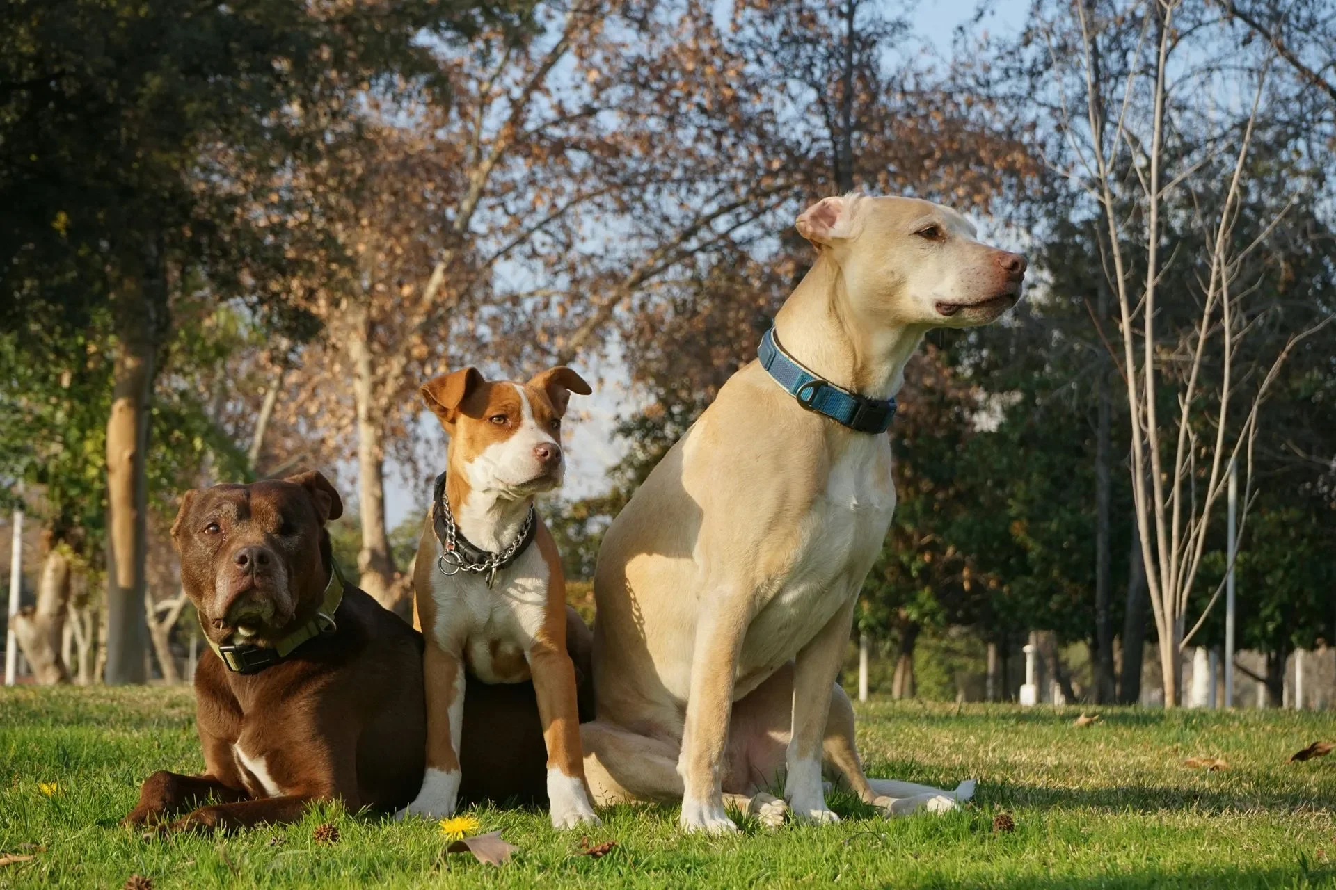 tapete-entrenador-para-perros-guia-para-duenos-principiantes