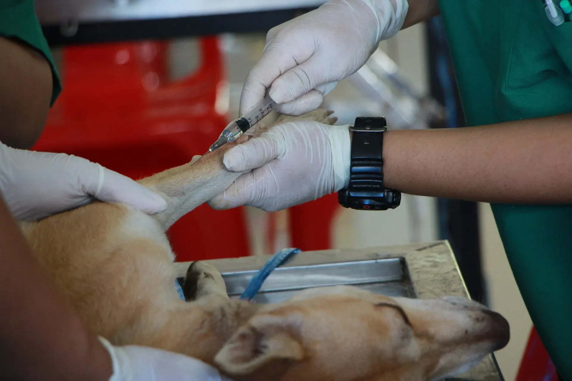 seguros-de-gastos-medicos-para-perros-mexico
