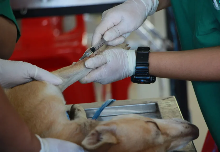 seguros-de-gastos-medicos-para-perros-mexico