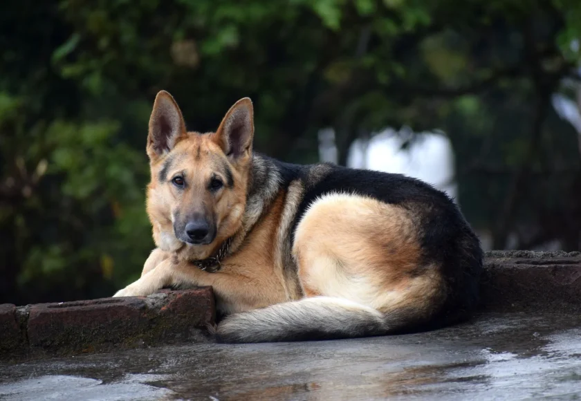 lograr-perro-reactivo