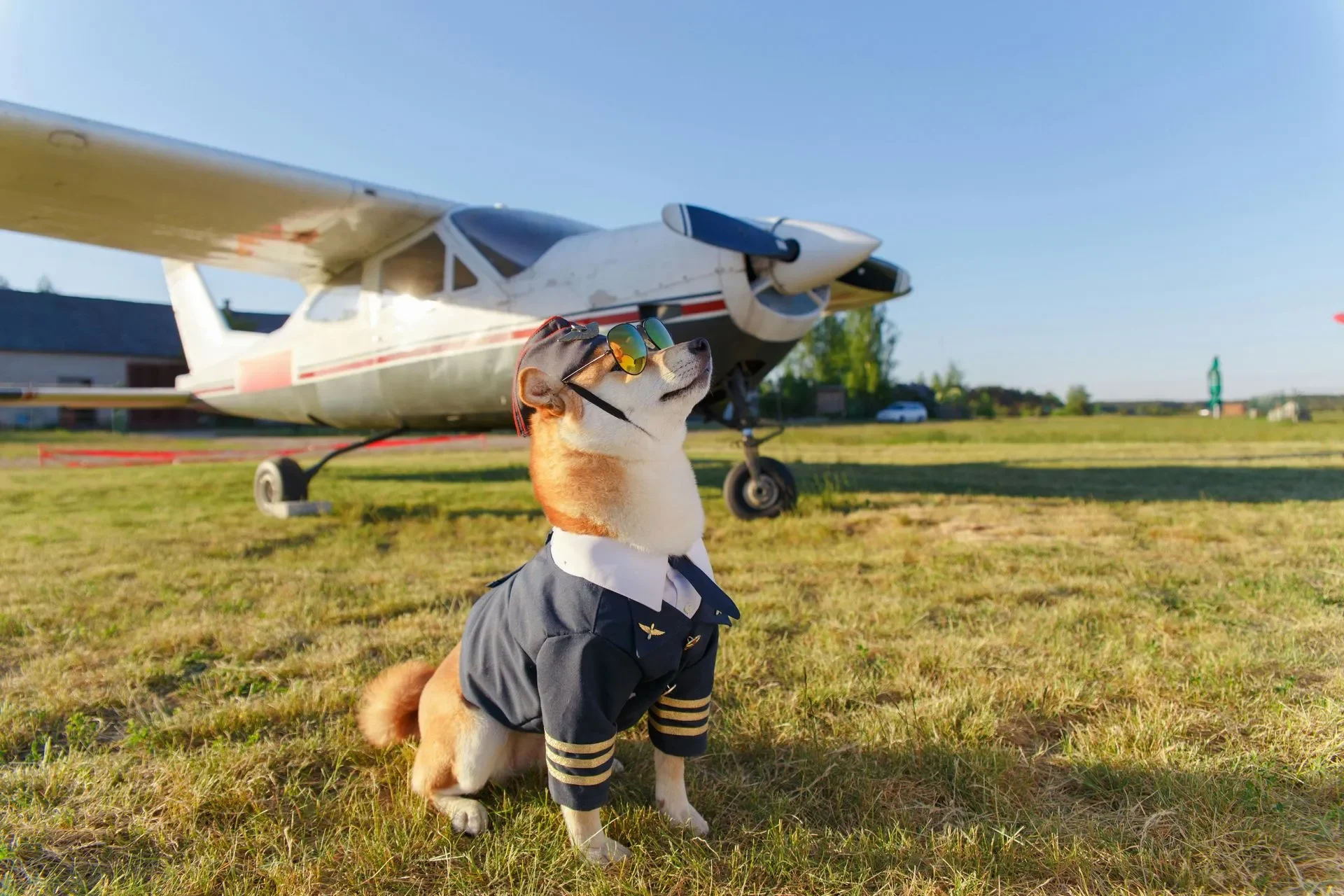 guia-para-viajar-con-tu-perro-en-avion