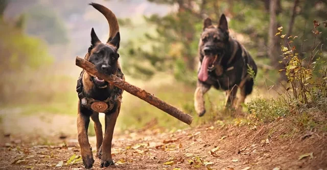 un-perro-puede-vivir-con-moquillo