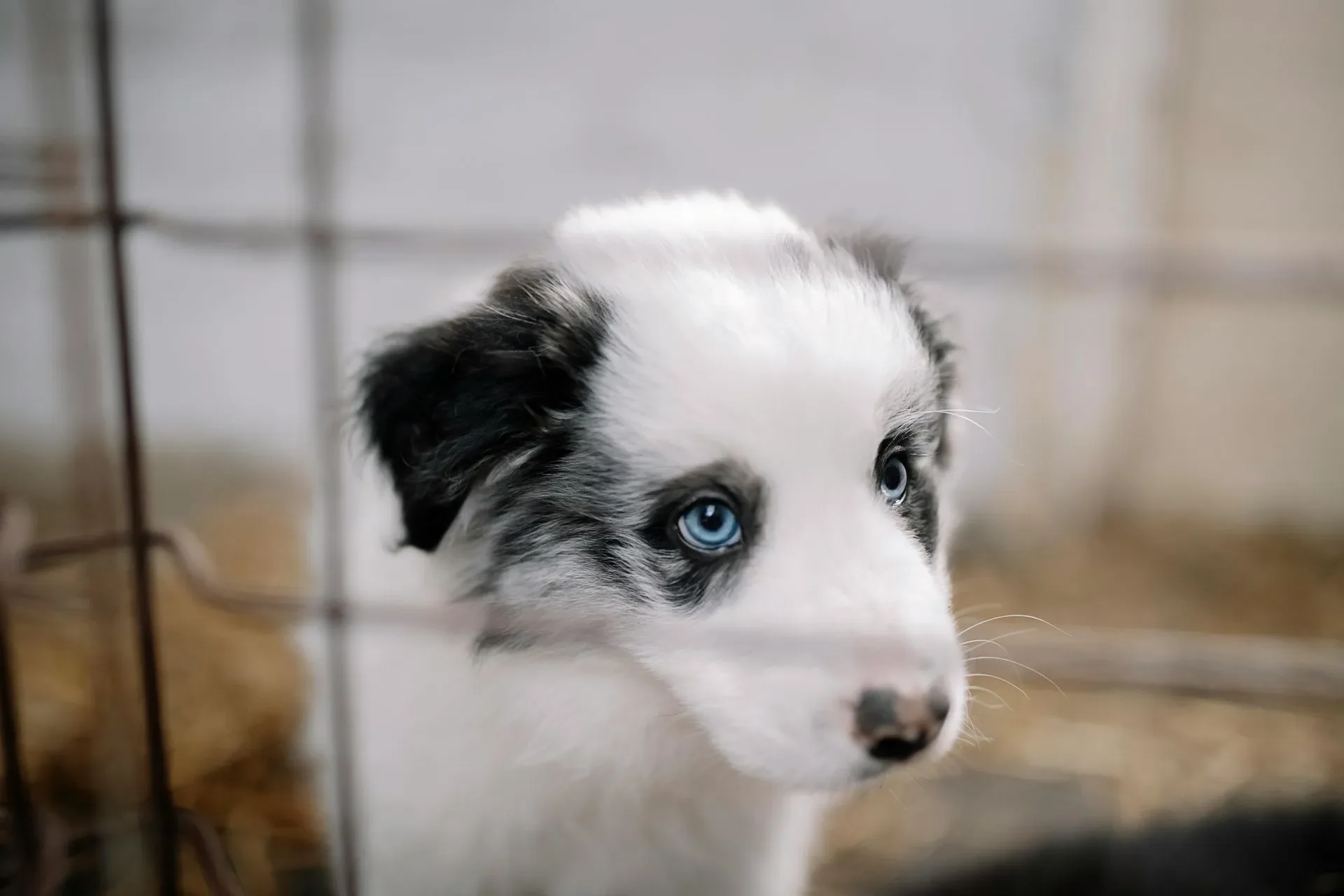 como-lograr-que-mi-perro-deje-de-montar-a-perros-y-personas