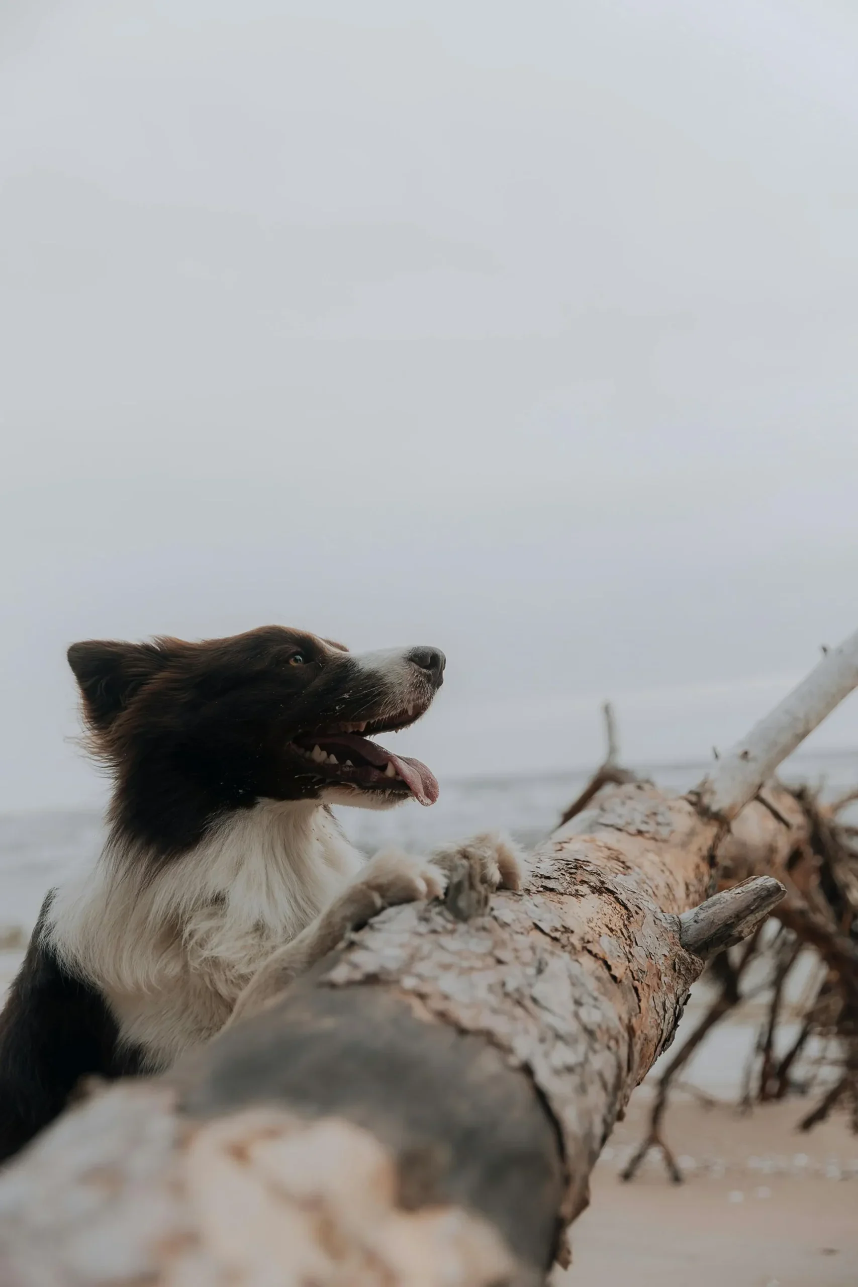 las-5-razas-de-perros-mas-listas