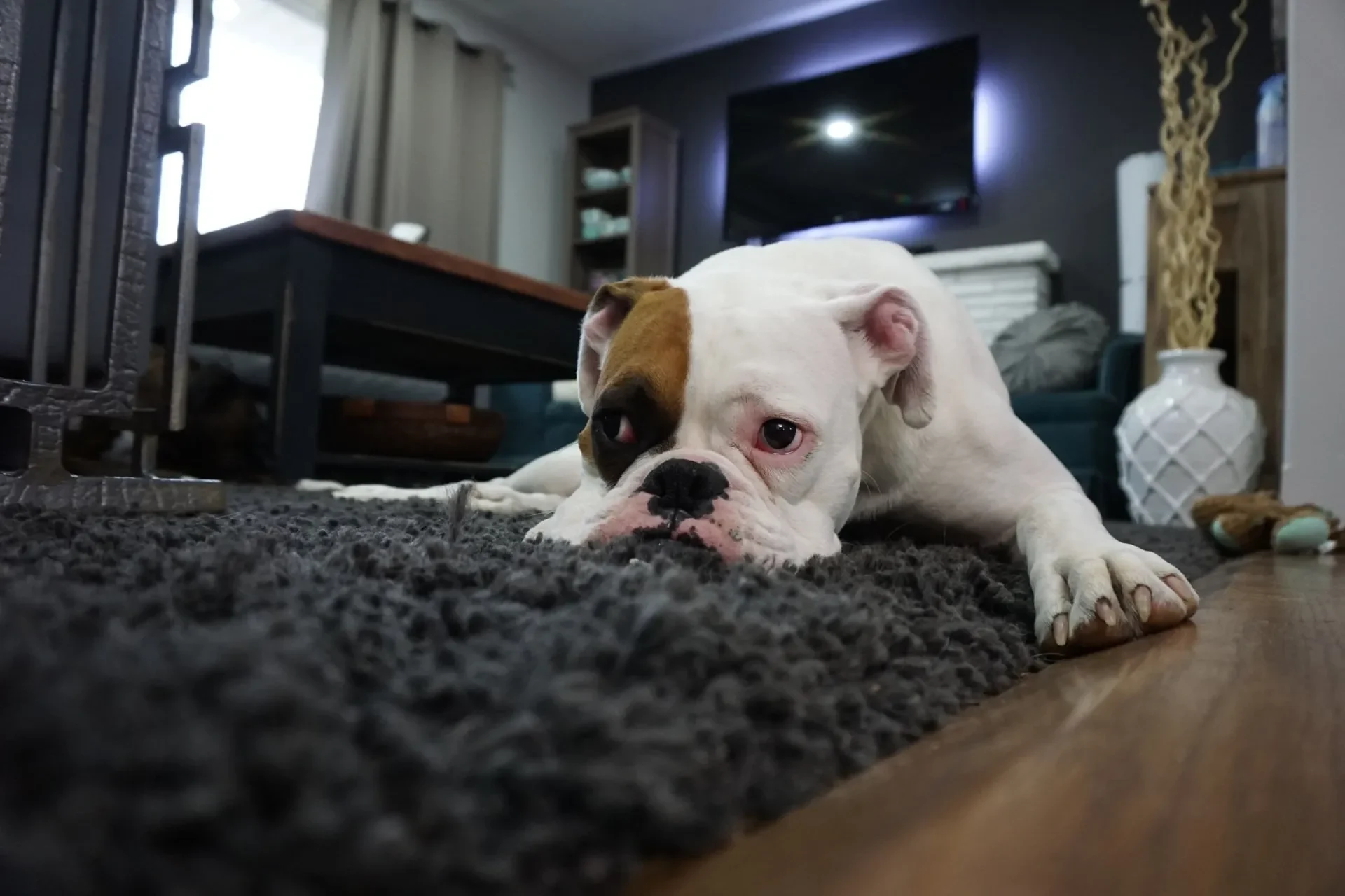 parvovirus-en-perros-sintomas