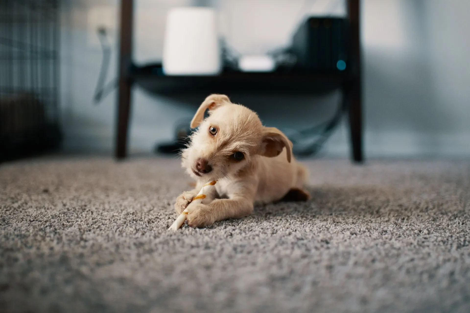 Todo Sobre la Tierra de Diatomeas para Perros