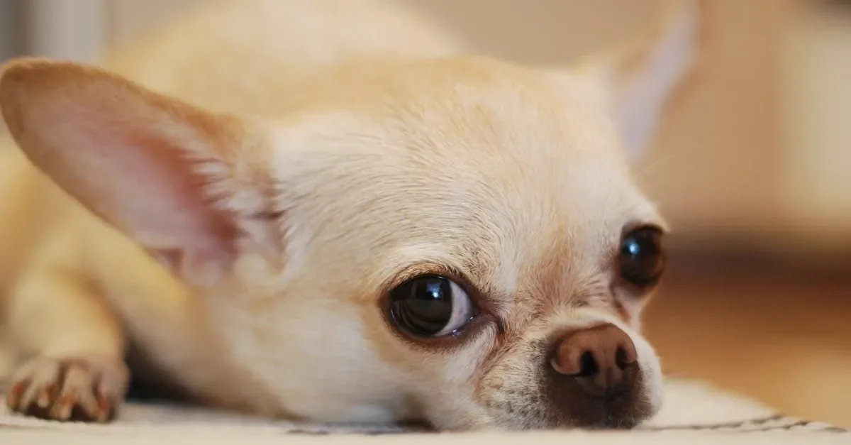 cuantos-tipos-de-chihuahas-hay