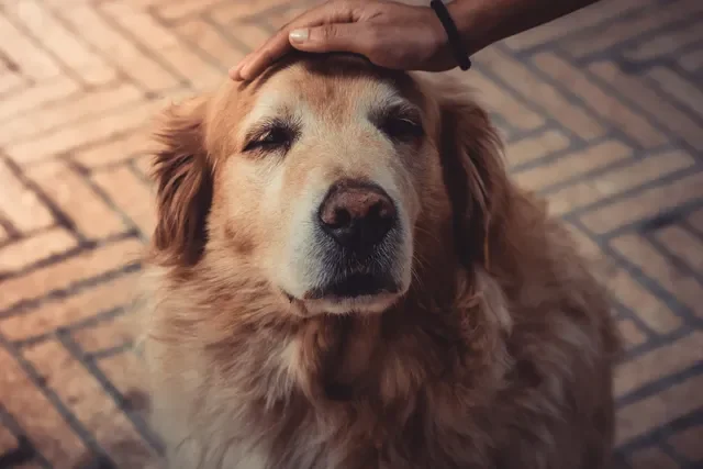 etologo-canino